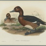 Nyroca Leucophtalmos: White Eyes, or Ferruginous Duck