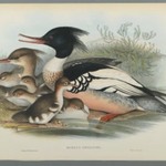 Mergus Serrator: Merganser