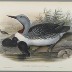 Colymbus Septentrionalis: Red Throated Diver