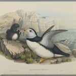 Fratercula Artica: Puffin