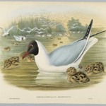 Chroicocephalus Ridibundus: Black Headed Gull