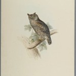 Scops Aldrovandi - Scops Eared Owl