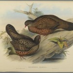 Galloperdix Spadiceus