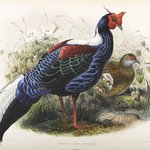 Euplocomus Swinhoei: Pheasant