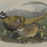 Phasianus Reevesii: Reeves Pheasant