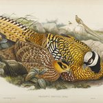 Phasianus Reevesii: Reeves Pheasant