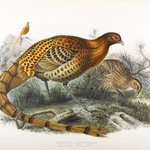 Phasianus Soemmerringii: Saumerings Pheasant