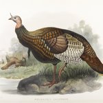 Meleagris Gallopavo: Wild Turkey
