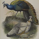 Pavo Nigripennis - Black Shouldered Pea Fowl