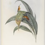 Phaethornis Eremita: Little Hermit
