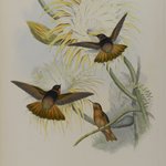 Aglaeactis Cupreipennis