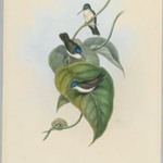 Cyanomyia Quadricolor: Four Color Crown