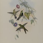 Sporadinus Elegans: St. Domingo Humming Bird