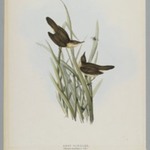 Salicaria Arundinacea: Reed Warbler