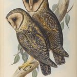 Strix Personata
