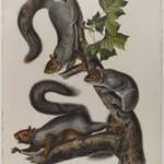 Migratory Squirrel