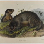 Hoary Marmot - The Whistler