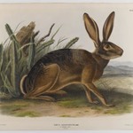 California Hare