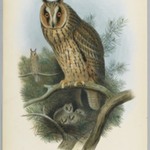 Otus Vulgaris - Long-Eared Owl