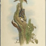 Certhia Familiaris - Tree Creeper