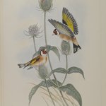 Carduelis Elegans - Goldfinch