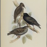 Sturnus Vulgaris - Starling