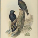 Starling: Sturnus Vulgaris, (Linn)