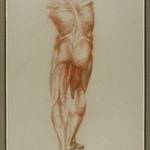 Écorché (Figure Study of Musculature)