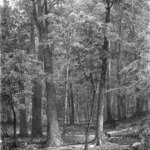 Forest Scene