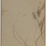 Grasshopper on Stalk of Rice, Album Leaf Painting