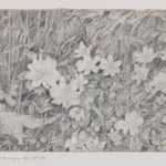Anemones (Grasses and Flowers)