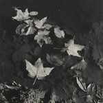 [Untitled] (Leaves Floating in Water)