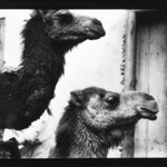 [Untitled] (Two Camels, North Africa)