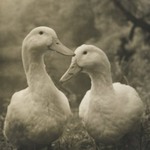 [Untitled] (Two Ducks)