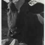[Untitled] (Cow)