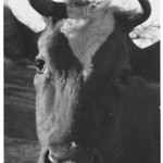 [Untitled] (Cow)