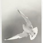[Untitled] (Seagull)