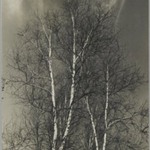 [Untitled] (Birch Trees)
