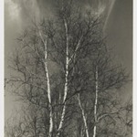 [Untitled] (Birch Trees)