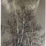 [Untitled] (Birch Trees)