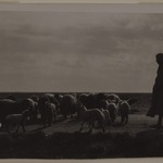 Sheep Herder, North Africa
