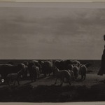 [Untitled] (Sheep Herder, North Africa)