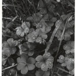 [Untitled] (Dew on Clover)