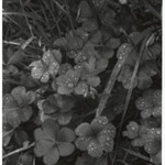 [Untitled] (Dew on Clover)