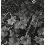 [Untitled] (Dew on Clover)