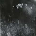 [Untitled] (Dandelion in Grass)