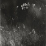 [Untitled] (Dandelion in Grass)