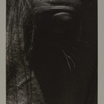 [Untitled] (Horses Eye)