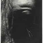 [Untitled] (Horses Eye)