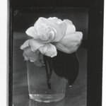 [Untitled] (Gardenia in Glass)